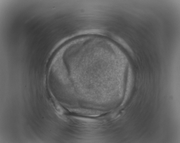 X0000081311316200702082100