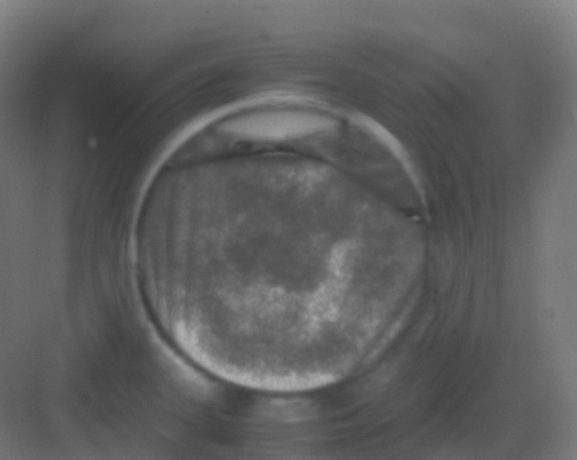 X0000081311335200702082100