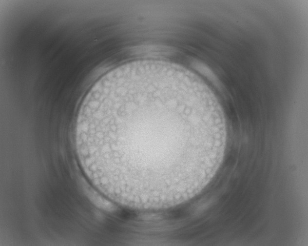 X0000081311338200702082100