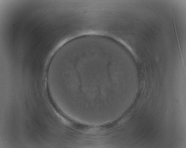 X0000081311367200702082059