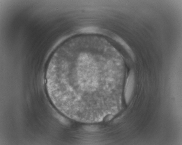 X0000081311376200702082059