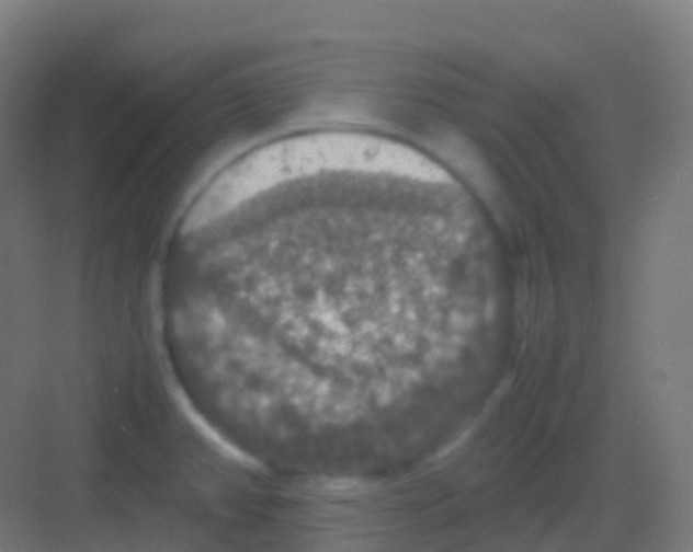 X0000081311382200702082059