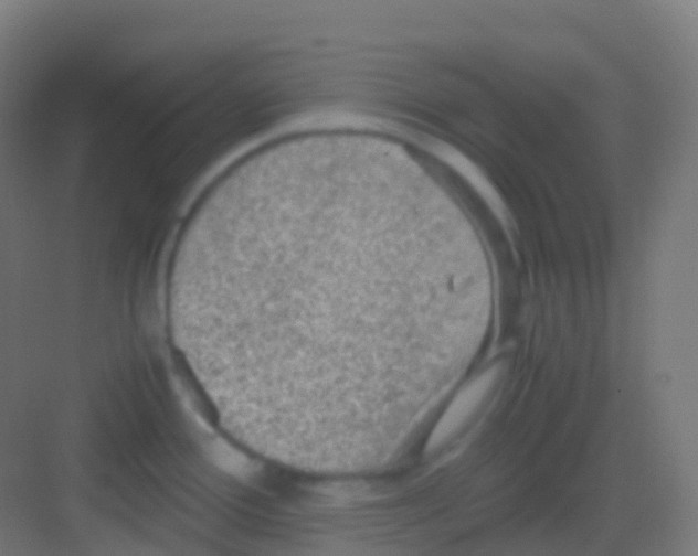 X0000081311388200702082059