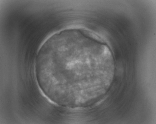 X0000081311390200702082059