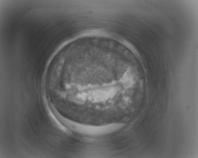 X0000081311392200702082059