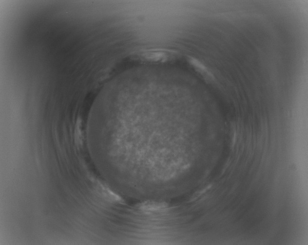 X0000081311394200702082058