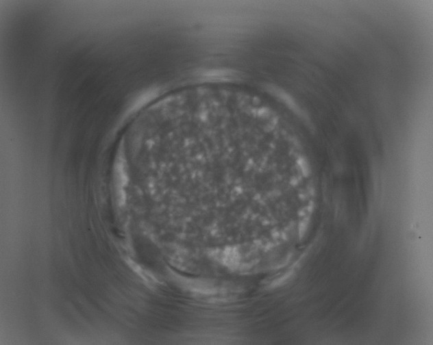 X0000081311405200702082058