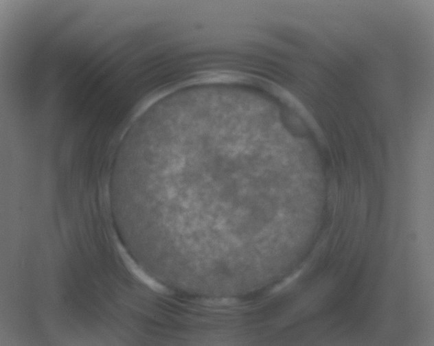 X0000081311417200702082058