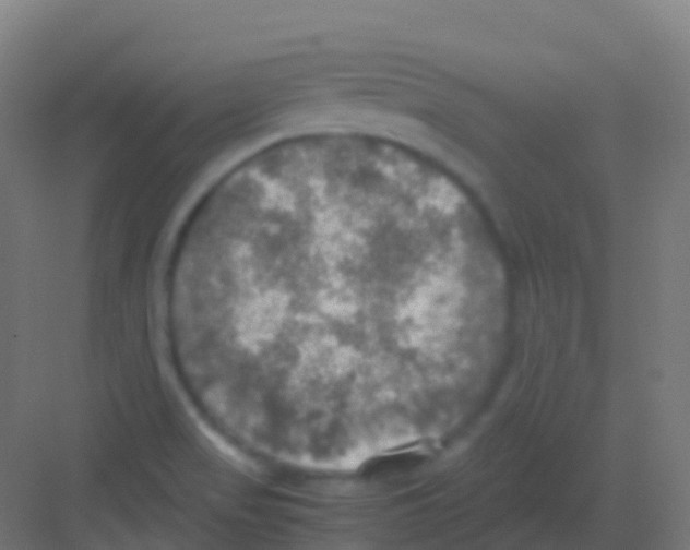 X0000081311517200702082057