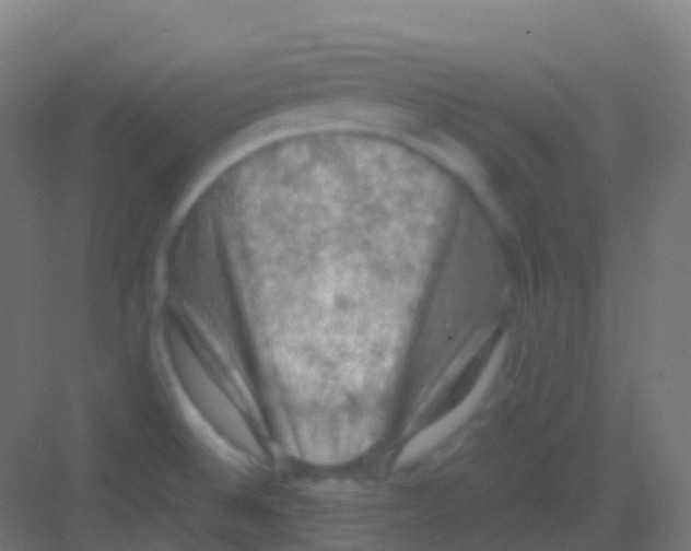 X0000081311524200702082057