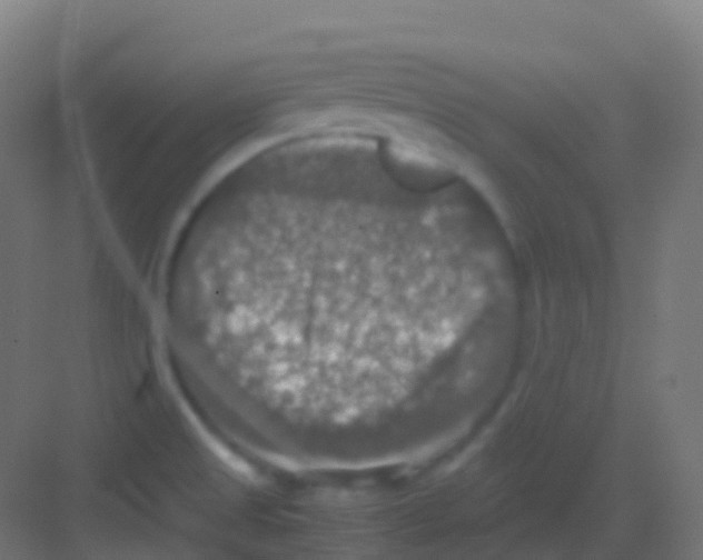 X0000081311525200702082057