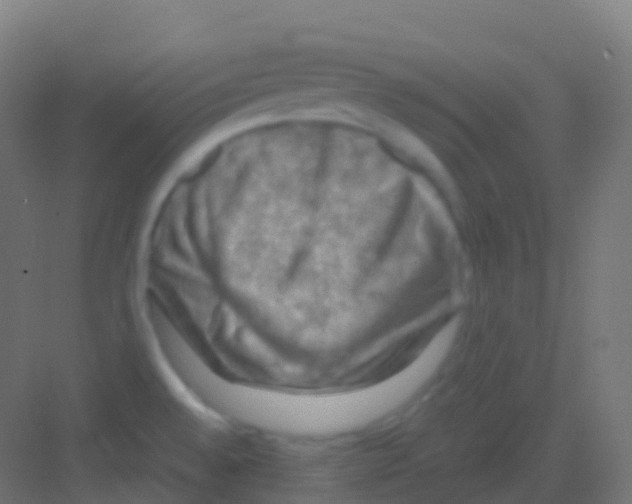 X0000081311528200702082057