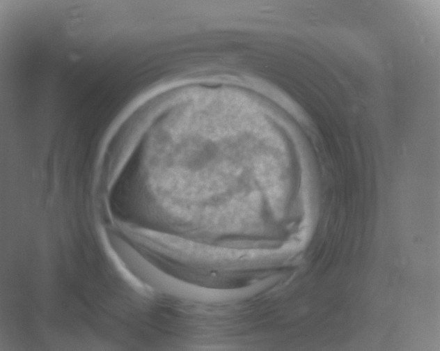 X0000081311536200702082057