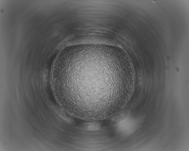 X0000081320275200701111341