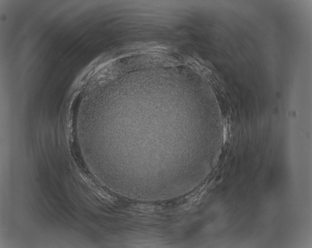X0000081320339200701111339
