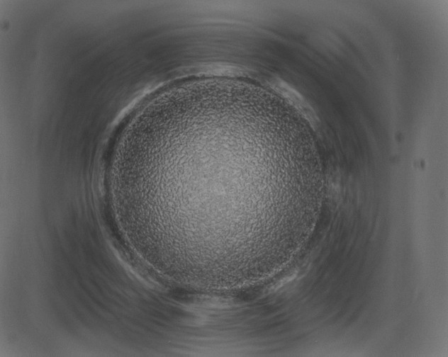 X0000081320347200701111339