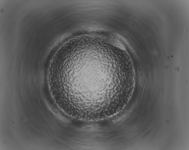 X0000081320447200701111338