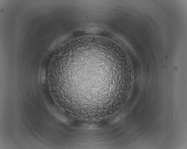 X0000081320502200701111337