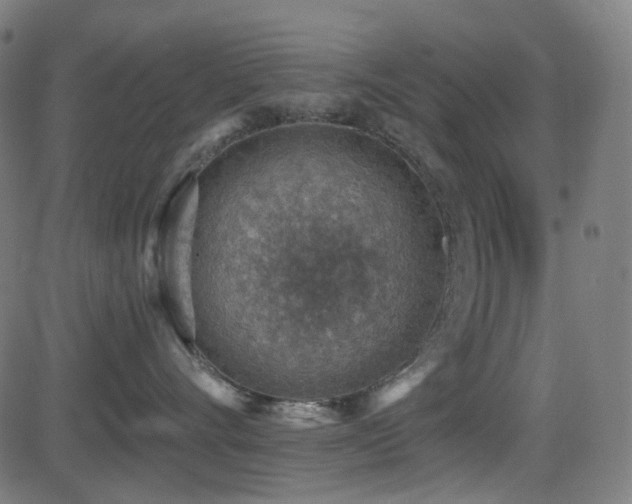 X0000081320528200701111336