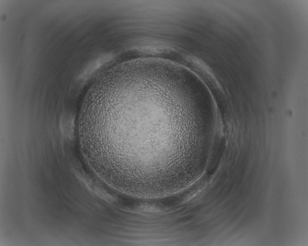 X0000081320596200701111335