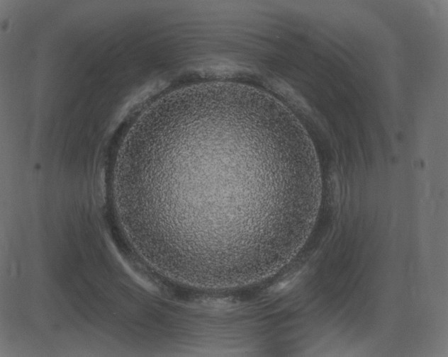X0000081320638200701111334