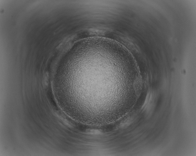 X0000081320649200701111335