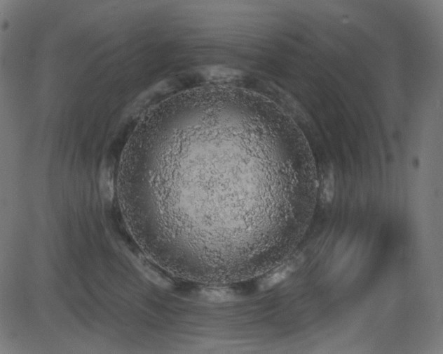 X0000081320666200701111335