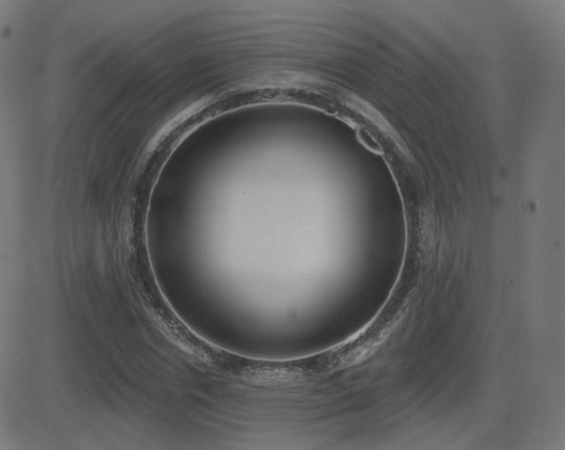 X0000081320826200701111331
