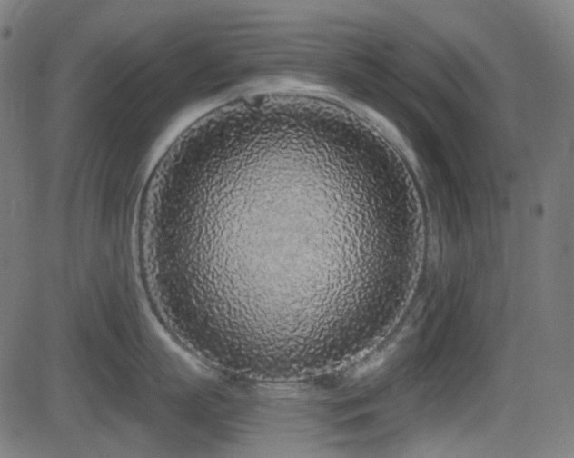 X0000081320863200701111332