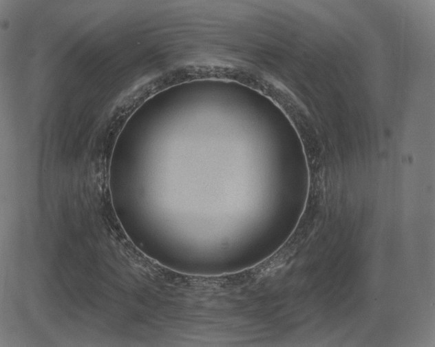 X0000081320870200701111331