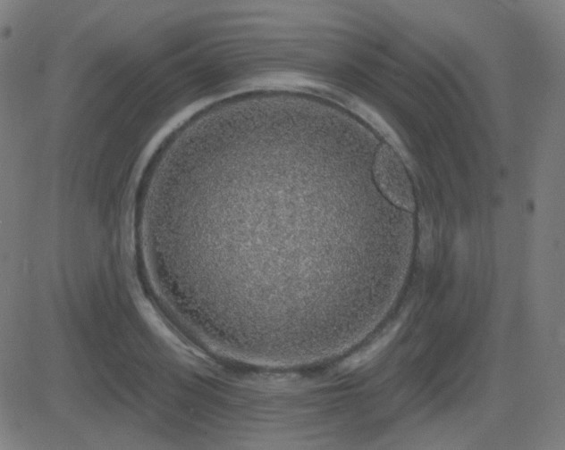 X0000081320939200701111330