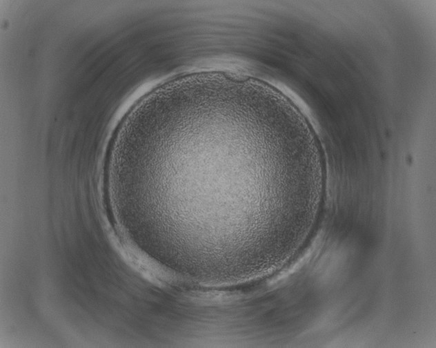X0000081320949200701111330