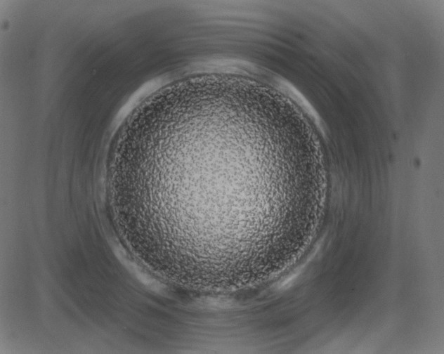 X0000081320994200701111329