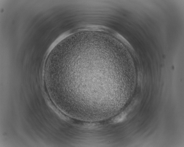 X0000081321378200701111322