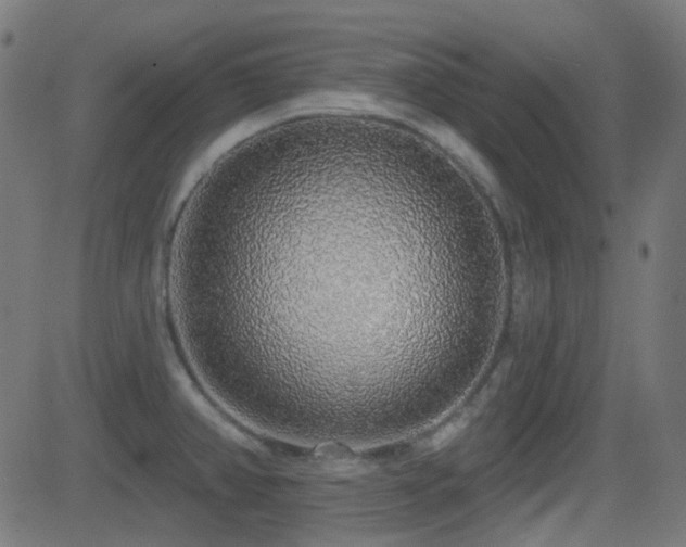 X0000081321382200701111322