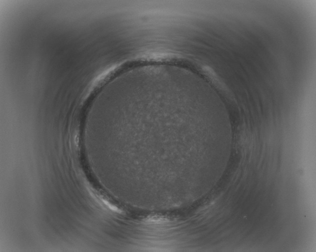 X0000081320640200701181929