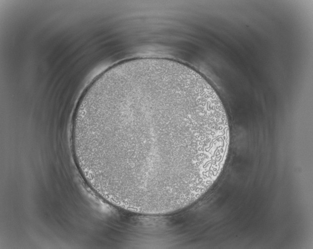 X0000081320856200701181926