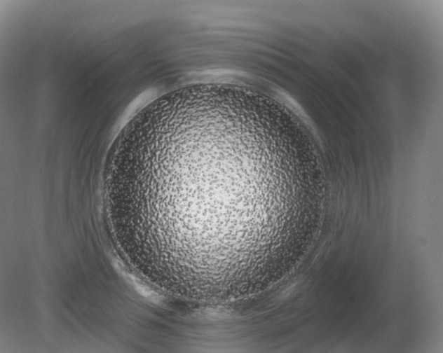 X0000081320994200701181923