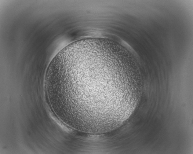 X0000081321378200701181917