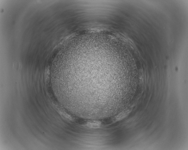 X0000081320369200701251814