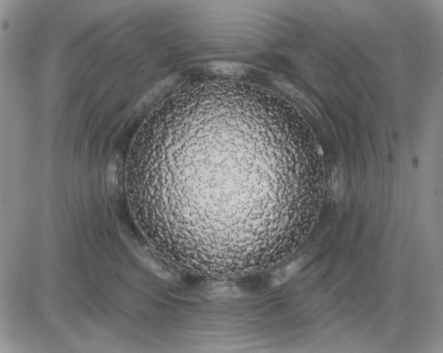 X0000081320424200701251813
