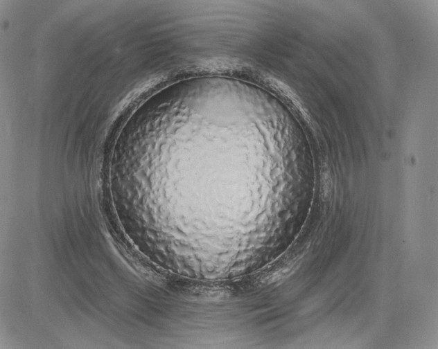 X0000081320443200701251812