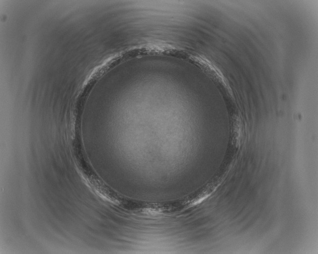 X0000081320496200701251812