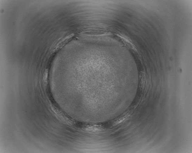 X0000081320550200701251811