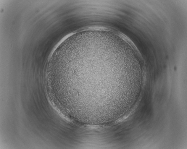 X0000081320852200701251806
