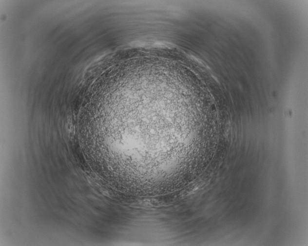 X0000081320966200701251804