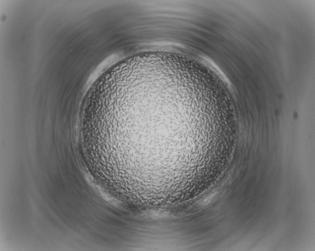 X0000081320994200701251803