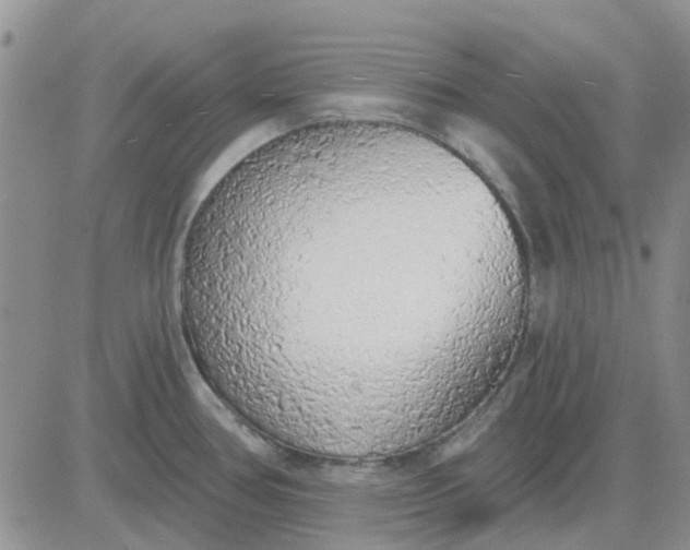 X0000081321386200701251757