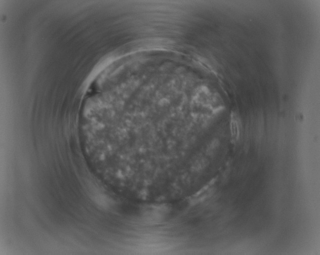 X0000081320099200702020009
