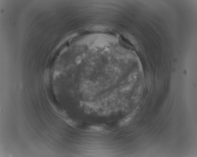 X0000081320167200702020008